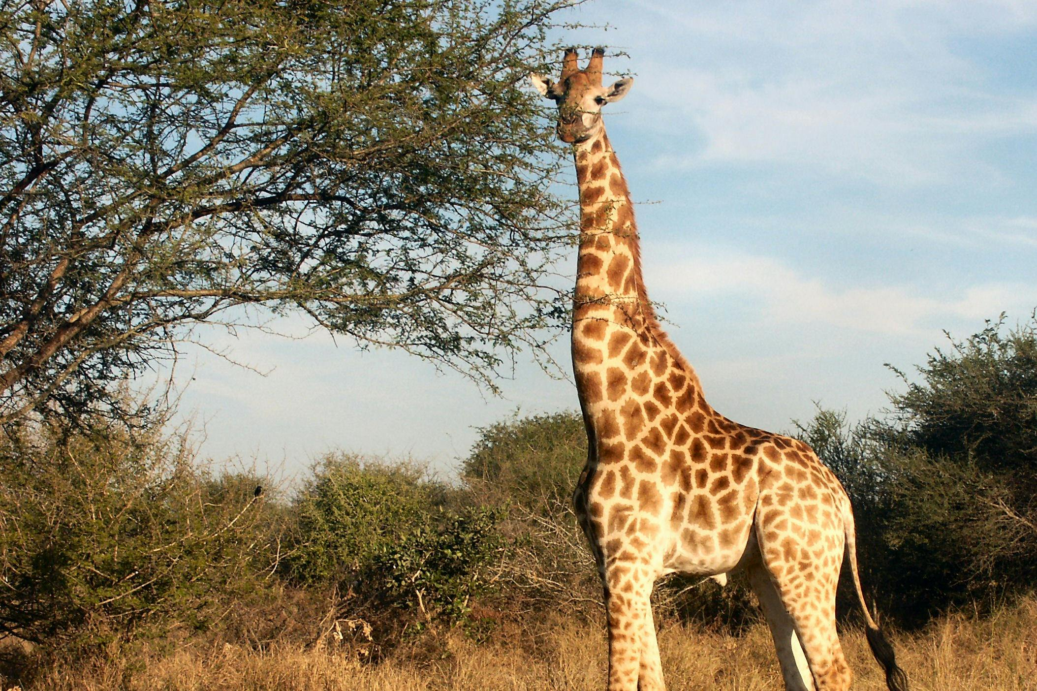 Aquila Private Game Reserve: Guided Safari + Optional Nederburg Wine Tasting - Photo 1 of 7